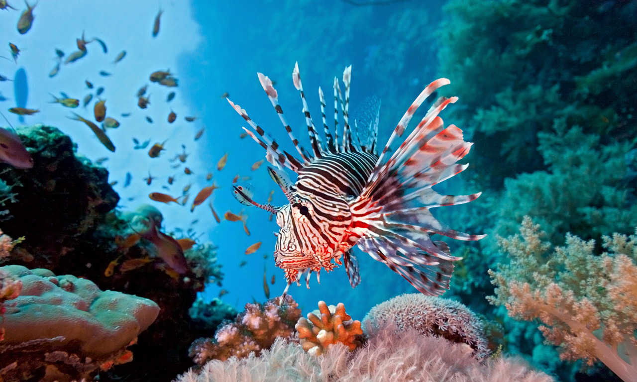lion-fish-bayahibe-scuba-diving-dominican-republic_orig